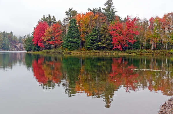 Forest lake — Stockfoto