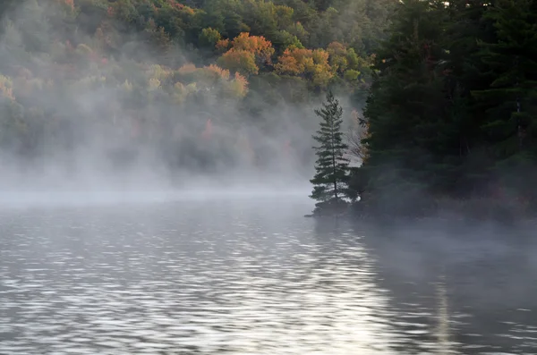 Sunrise above forest lake — Stock Photo, Image