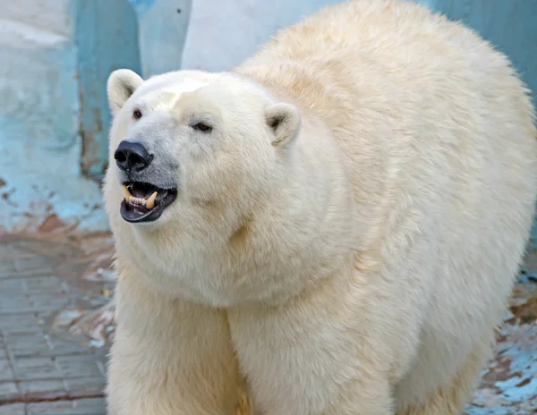白北极熊 — 图库照片