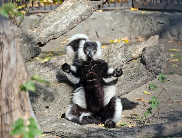Preto e branco ruffed lemur — Fotografia de Stock