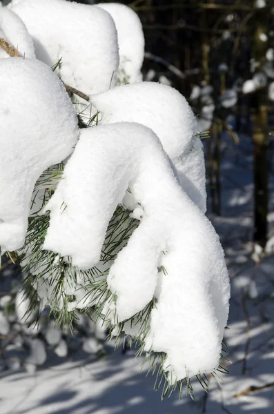 Forêt d'hiver — Photo