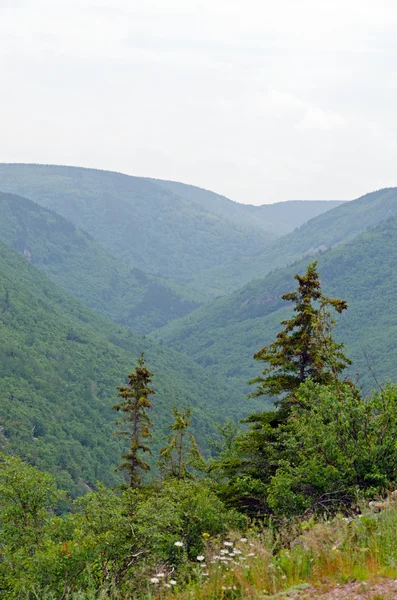 Δάσος σε cape breton — Φωτογραφία Αρχείου