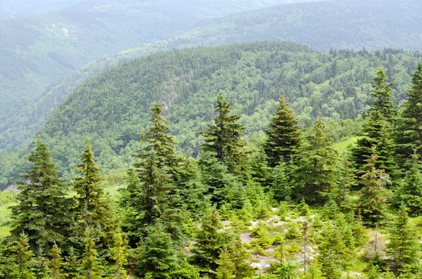 Δάσος σε cape breton — Φωτογραφία Αρχείου