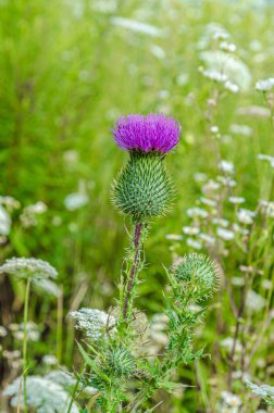 Mor arctium laappa yeşil çimen arka planda