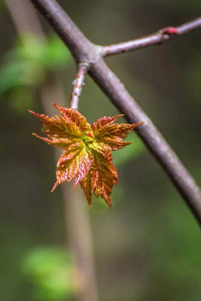 若いカエデの葉がぼやけた緑の背景 — ストック写真