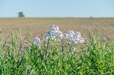 Mavi gökyüzünün altında beyaz ve pembe çiçekler