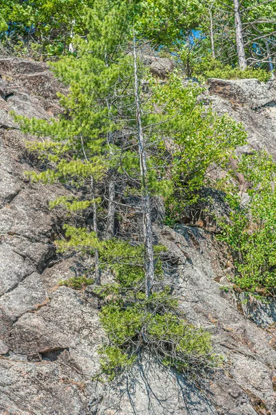 Árboles Siempreverdes Orilla Roca Día Soleado Muskoka — Foto de Stock