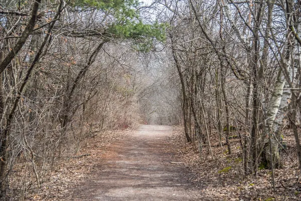 Steegje Het Bos Het Voorjaar Canada — Stockfoto