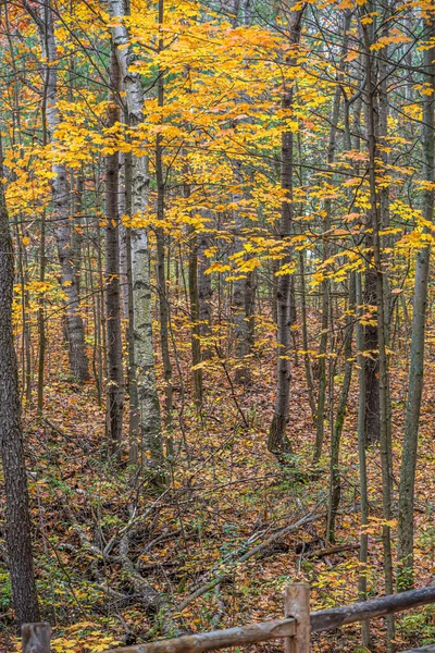 Деревья Листья Лесах Канады Осенью — стоковое фото