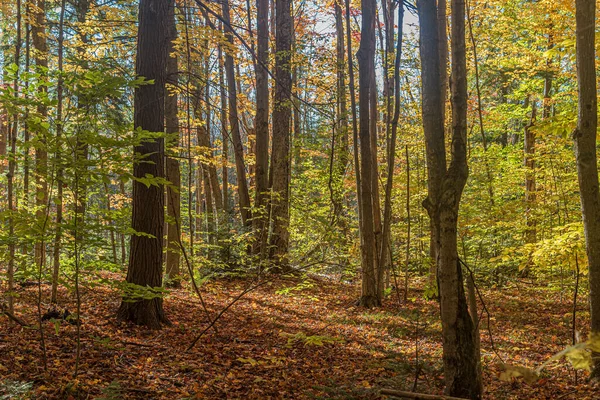 Осенний Солнечный Лес Центральном Онтарио Канада — стоковое фото