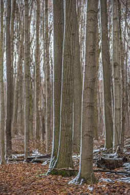 Kışın ormanda yerde kar var.