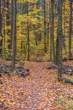 Toronto, Kanada 'da sonbahar zamanı