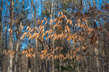 Ağaçlar güneşli kış günlerinde ormanda