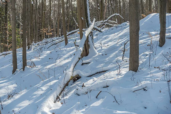 Neve Chão Floresta Tempo Inverno — Fotografia de Stock