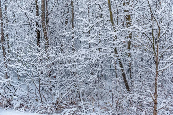 Bosque Nieve Invierno Centro Ontario Canadá —  Fotos de Stock