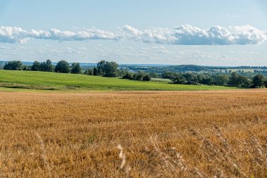 Sonbaharda mavi gökyüzünün altında Ontario, Kanada 'da beyaz bulutlu sarı tarla