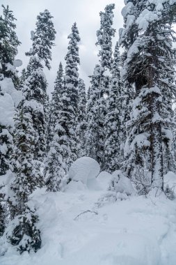 Banff Park 'taki Louise Gölü yakınlarındaki orman, Alberta, Kanada