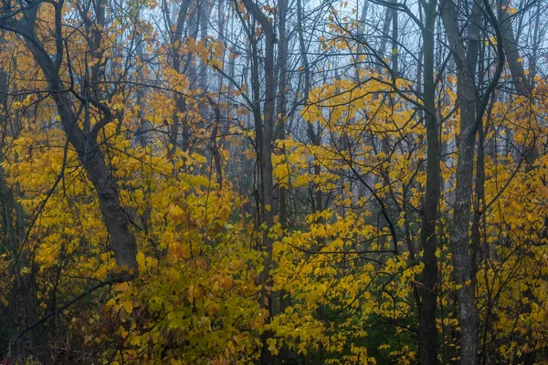 Осенний Туманный Лес Центральном Онтарио Канада — стоковое фото