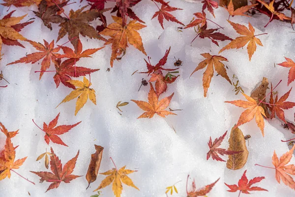 Folhas Bordo Vermelho Neve Branca — Fotografia de Stock