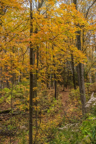 Park Hösten Nära Toronto Kanada — Stockfoto