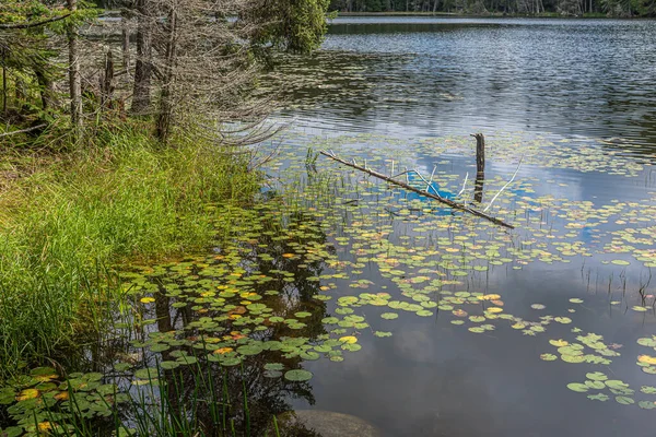 Lago Del Bosque Horario Verano Maskoka Canadá —  Fotos de Stock