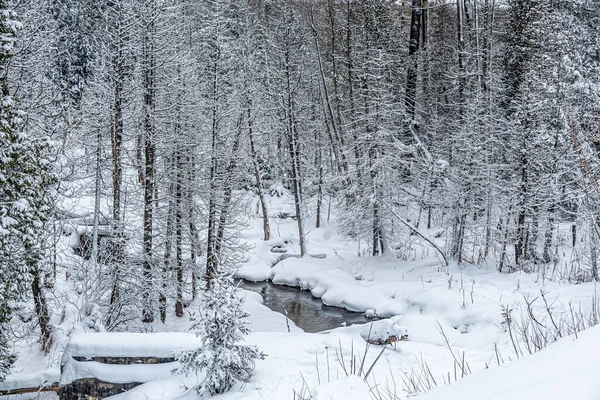 雪に覆われた森の中の曇りの冬の日 — ストック写真