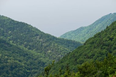 Cape Breton Highlands Ulusal Parkı 'ndaki Spruce Ormanı
