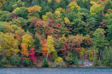 Kanada 'da güneşli bir sonbahar gününde Orman Gölü