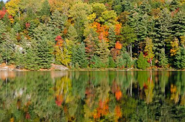 Killarney Park, Kanada 'da Orman Gölü' nün üzerinde gün doğumu