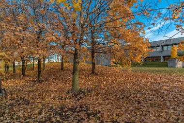 Sonbahar zamanı renkli ağaçlar. Markham, Kanada
