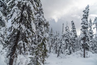 Banff Park 'taki Louise Gölü yakınlarındaki orman, Alberta, Kanada