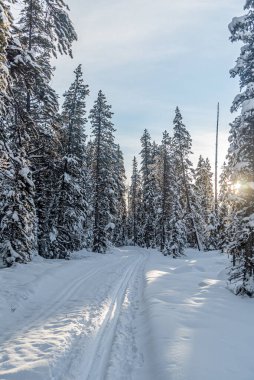 Banff Ulusal Parkı 'ndaki kış ormanlarında kayak pisti, Alberta, Kanada