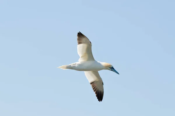 Basstölpel Flug Unter Dem Himmel — Stockfoto