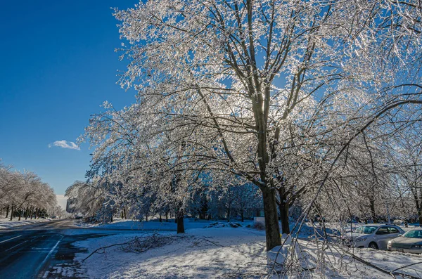 Trees Streets Canadian Town Freezing Rain Storm — Stock Photo, Image