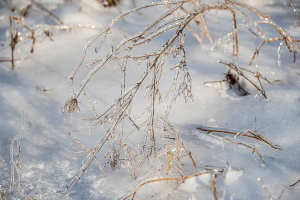 Lames Herbe Sèche Enfermées Dans Glace Après Une Tempête Pluie — Photo