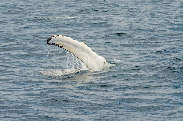 Natación Ballena Jorobada Día Soleado — Foto de Stock