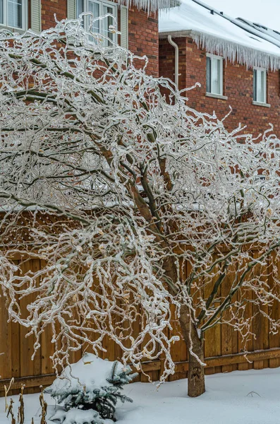 凍るような雨の嵐の後に氷に包まれた木の小枝 — ストック写真