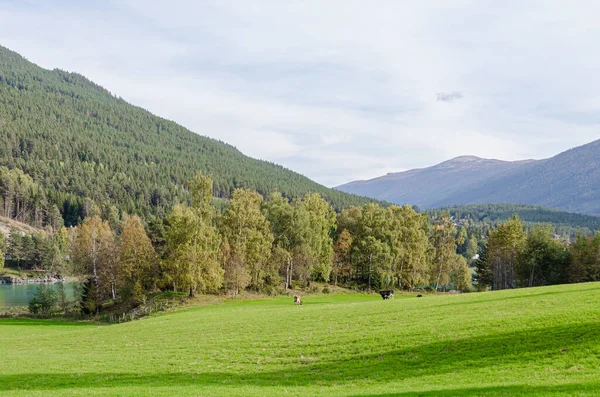 Pohled Horu Podzimním Čase Norsko — Stock fotografie
