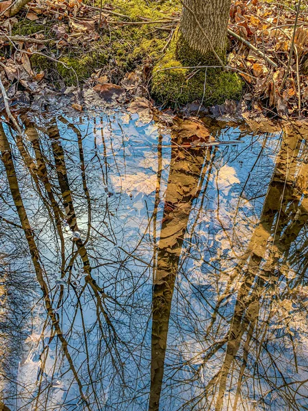 Sumpf Bei Sonnigem Tag Wald Von South Ontario Kanada — Stockfoto