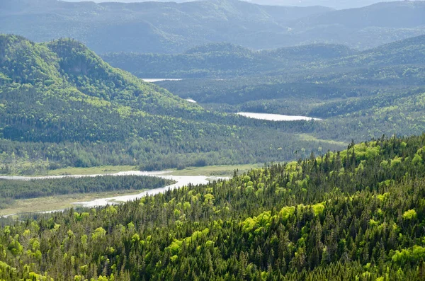 Smrkový Les Národním Parku Gros Morne — Stock fotografie