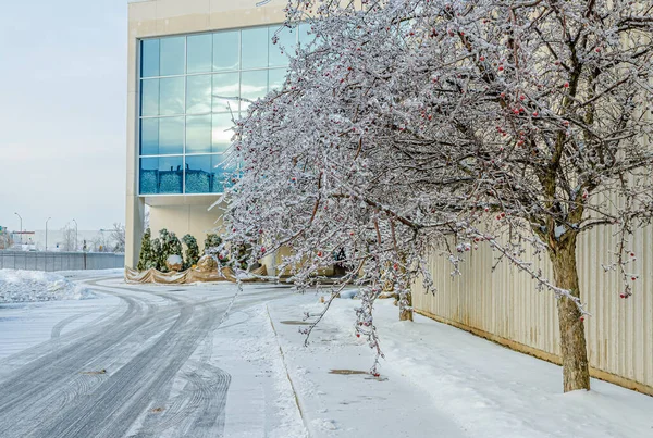 Arbres Rues Ville Canadienne Après Une Pluie Verglaçante — Photo