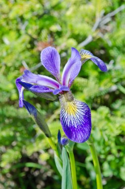 Mavi Iris Sibirica tam Bloom Newfoundland, Canada