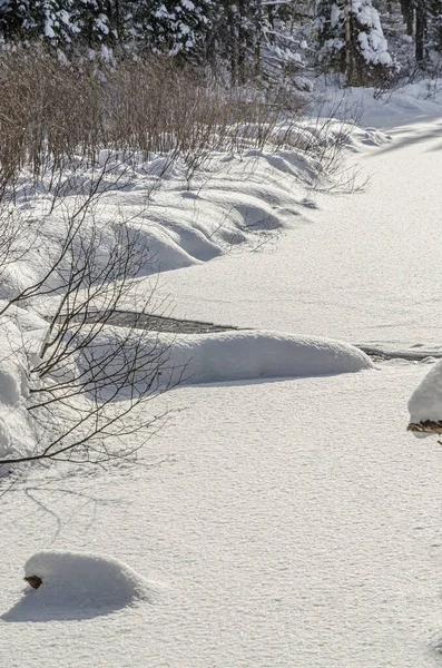 Beekje Onder Sneeuw Het Bos Zonnige Dag — Stockfoto