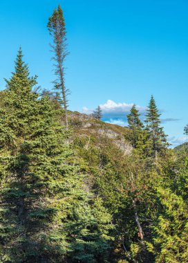 Ontario, Pukaskwa Ulusal Parkı 'ndaki ormanlık alanda. Kanada.