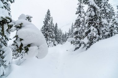 Banff Park 'taki Louise Gölü yakınlarındaki orman, Alberta, Kanada