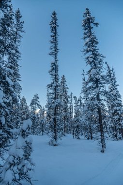 Banff Ulusal Parkı 'nda kış zamanı orman, Alberta, Kanada