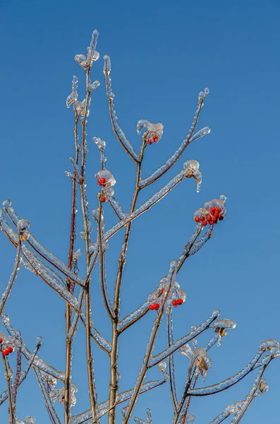 Brindilles Arbre Enfermées Dans Glace Après Une Tempête Pluie Verglaçante — Photo