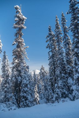 Banff Ulusal Parkı 'nda kış zamanı orman, Alberta, Kanada