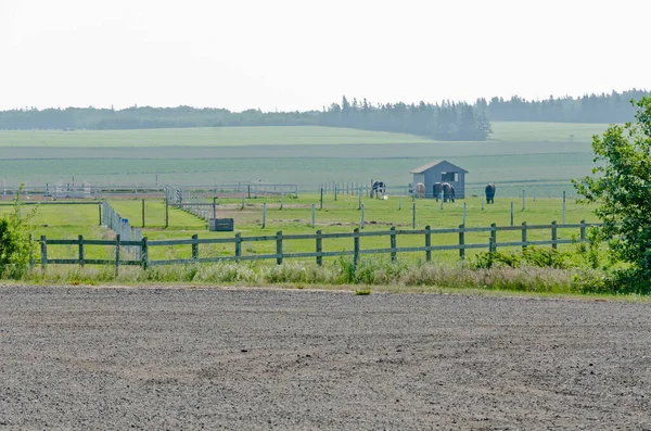 Uitzicht Velden Bossen Van Prince Edward Island — Stockfoto