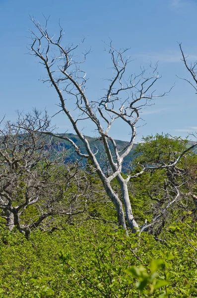 Hutan Spruce Taman Nasional Gros Morne — Stok Foto